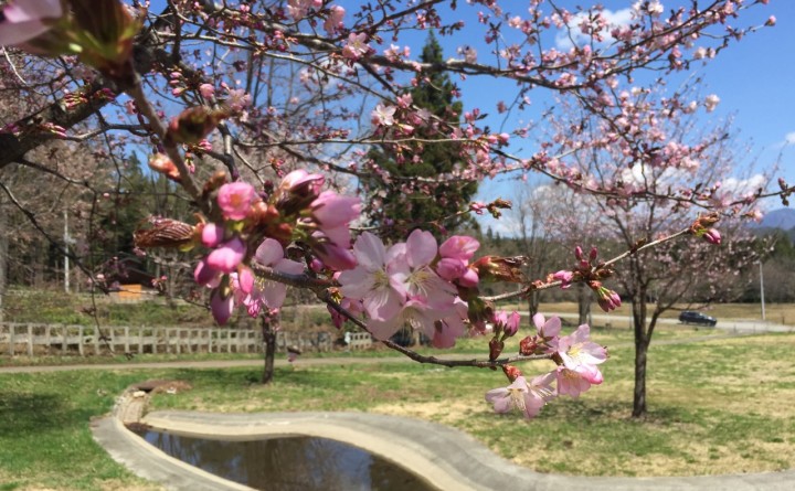 お花見ランチ☆