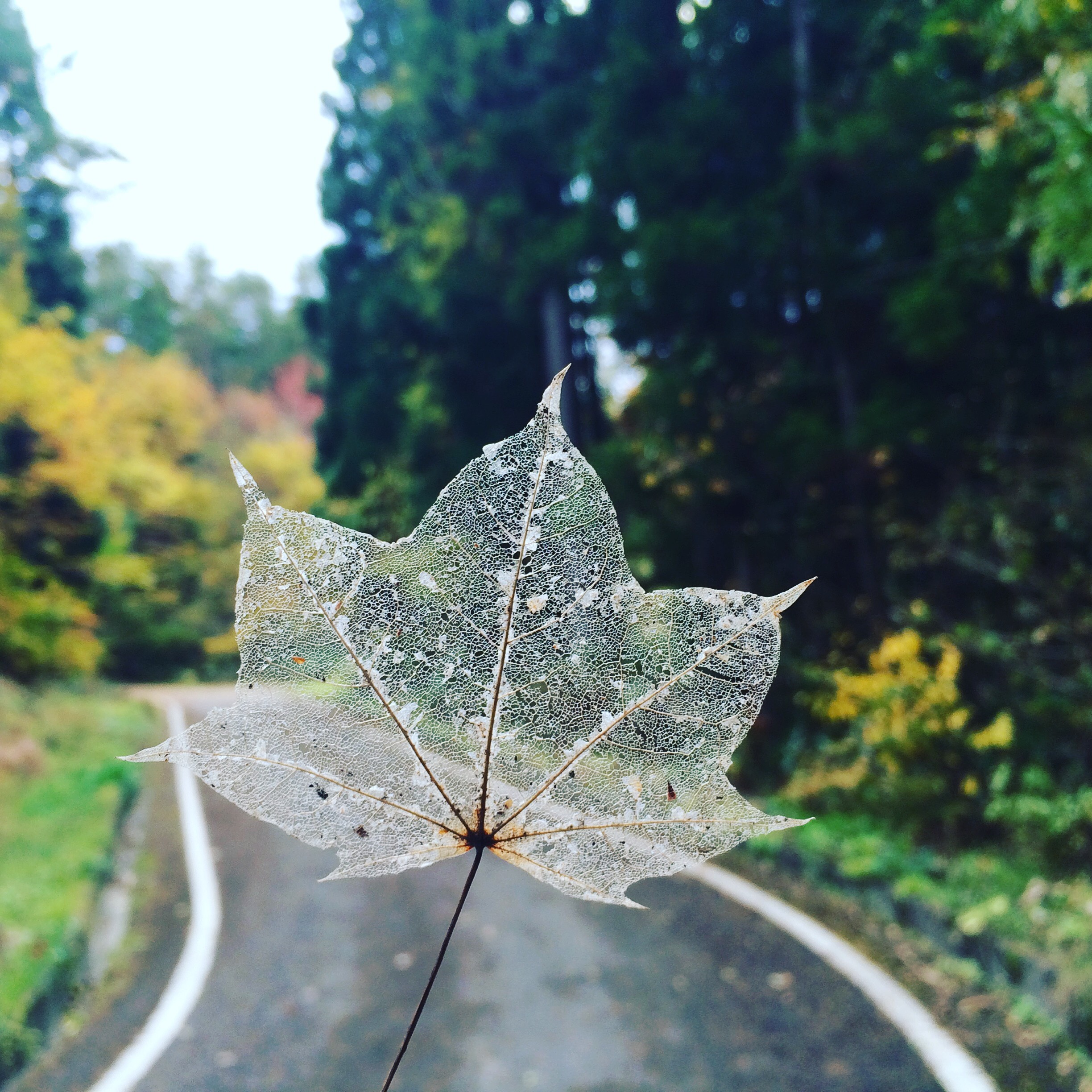 秋が深まってきた南会津Cloud Camp