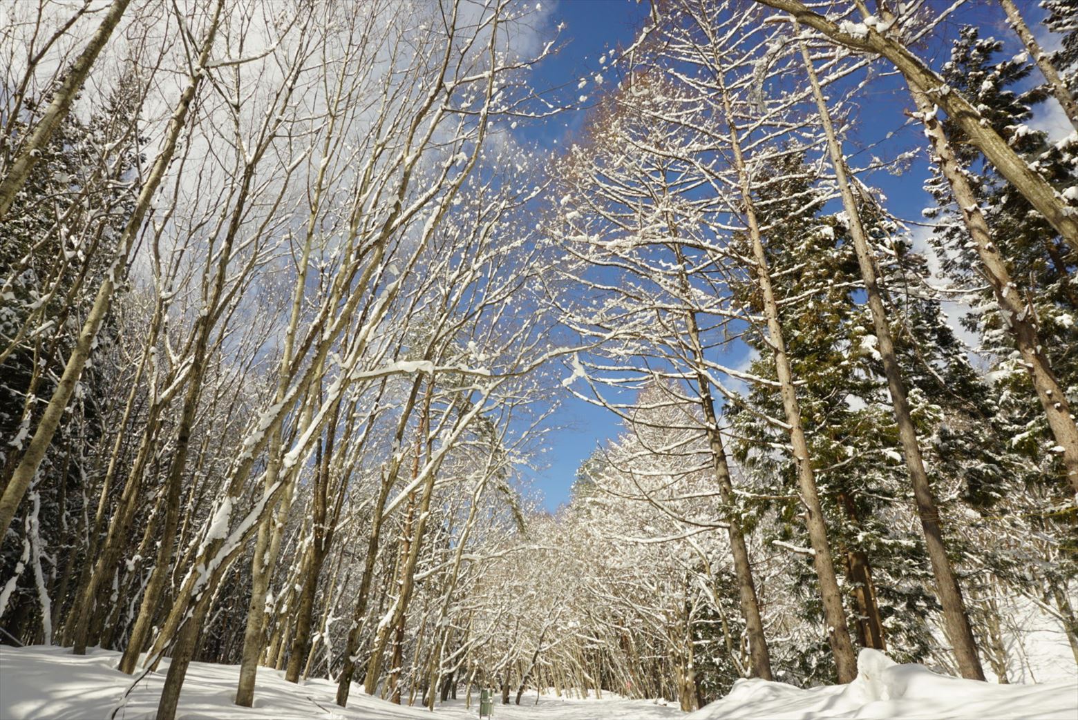 四季折々のCloud Campの変化
