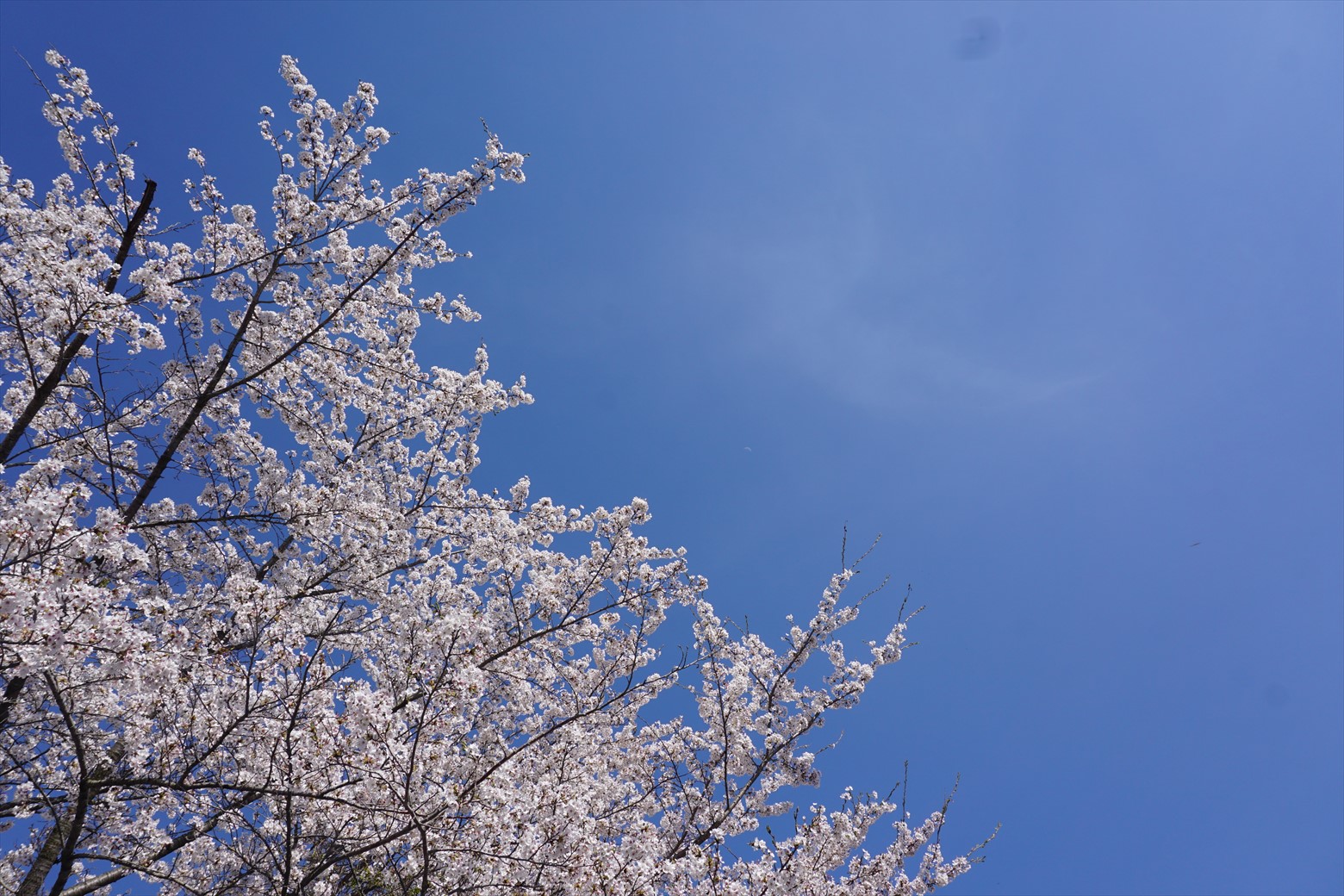 お花見