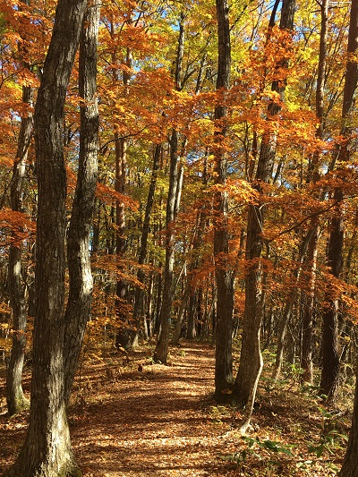 施設周辺の紅葉